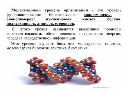 Молекулярный уровень исследования