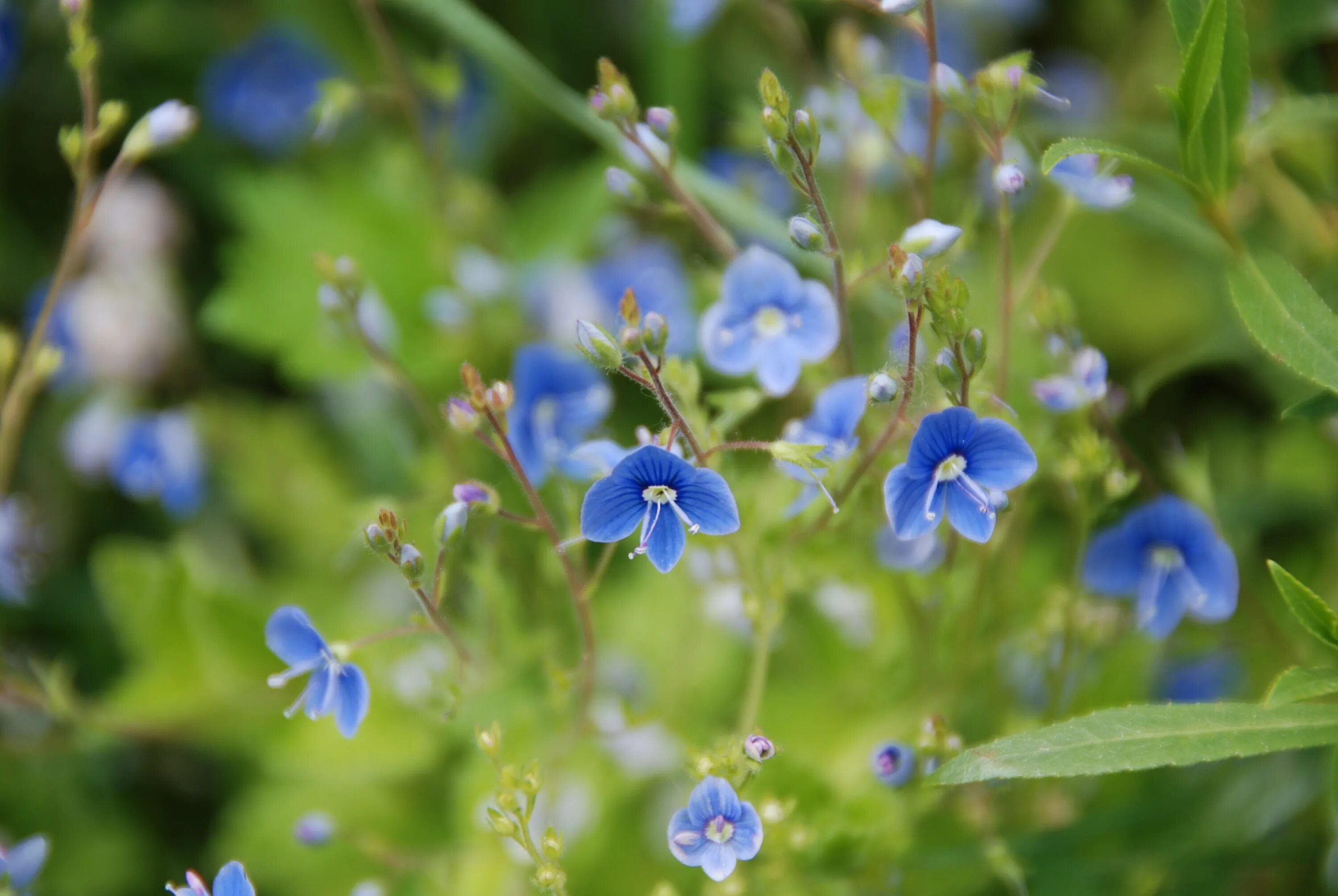 Небольшое травянистое растение с мелкими голубыми цветами