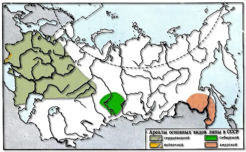 Лиственница сибирская ареал. Липа мелколистная ареал распространения в России. Ареал липы сибирской. Липа мелколистная карта ареалов в России. Ареал распространения лиственницы.