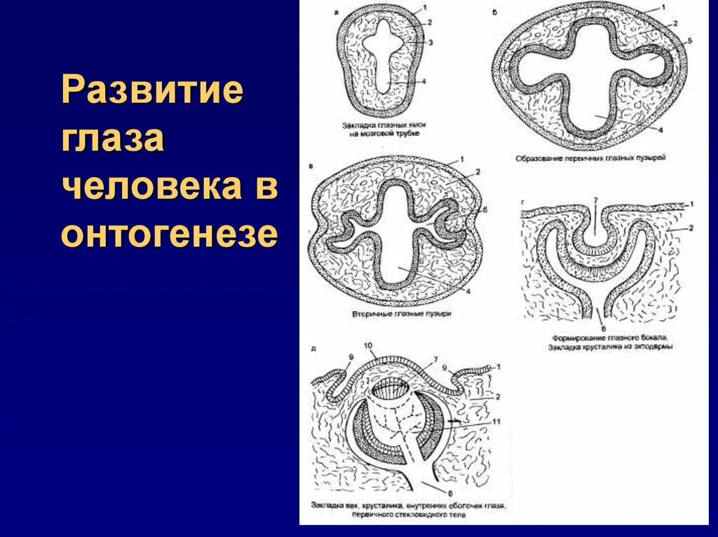 Формирование органов человека. Формирование зрения в онтогенезе. Развитие глаза. Онтогенез глаза человека. Развитие глаза в онтогенезе.