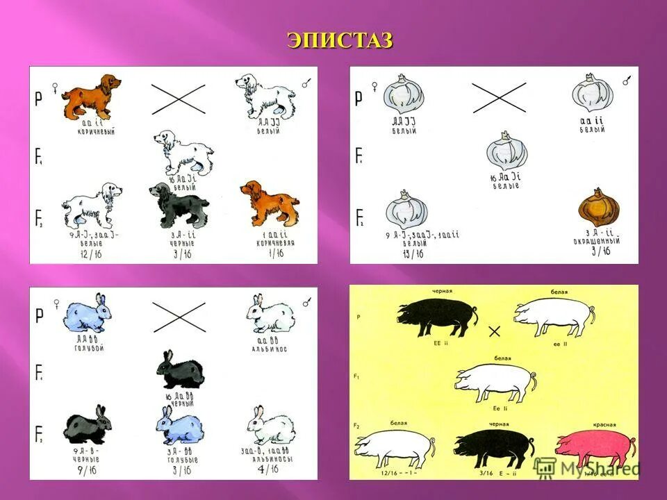 Эпистаз характер взаимодействия. Эпистаз. Эпистаз. Эпистаз. Наследование окраски плодов тыквы доминантный эпистаз.