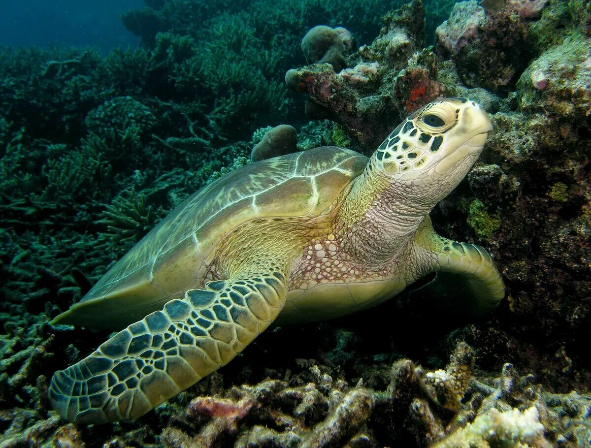 Какой группе морских обитателей относится морская черепаха. Зеленая суповая черепаха. Морская суповая черепаха. Черепаха бисса (Каретта). Зелёная черепаха Chelonia mydas.