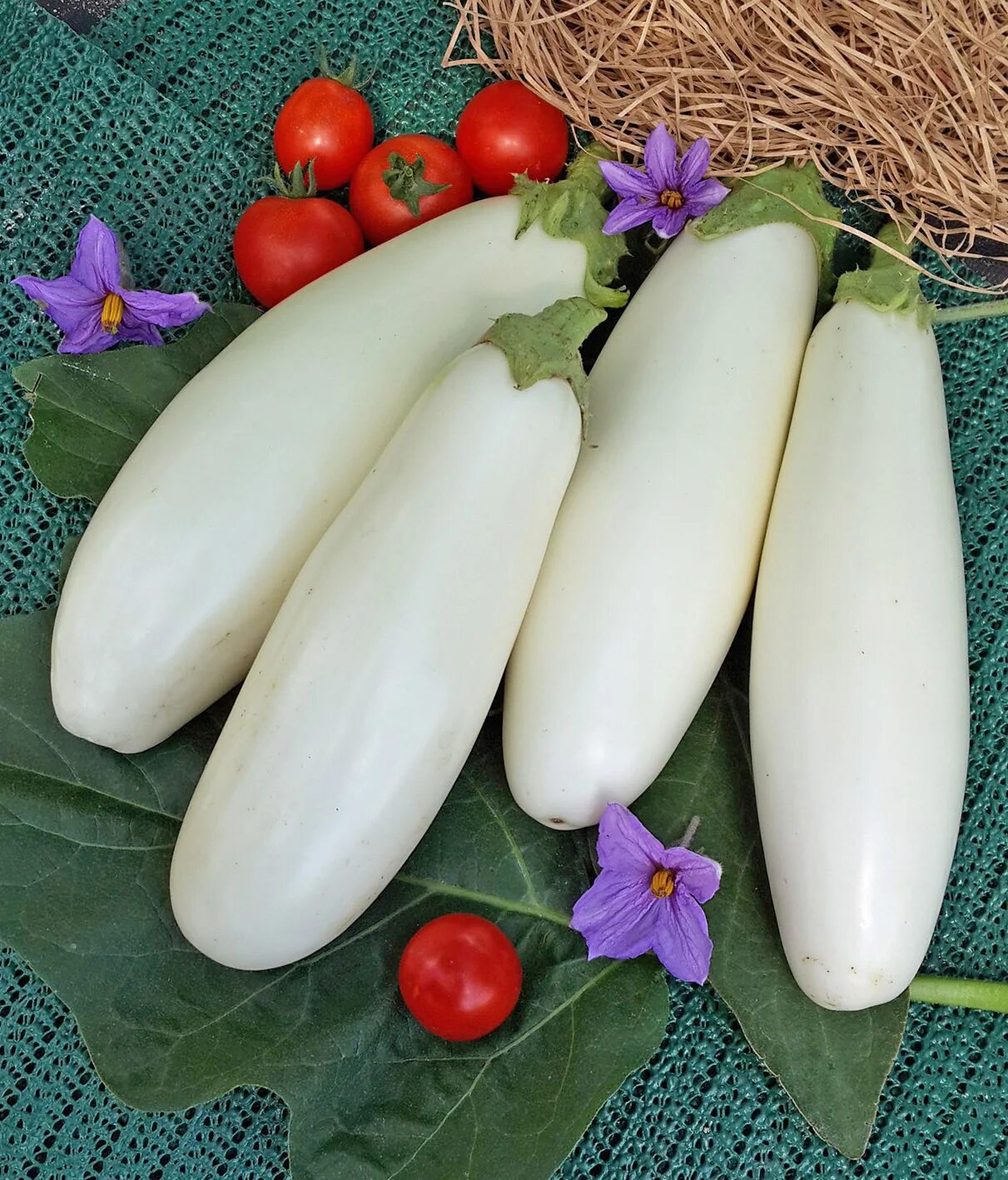 Баклажан пеликан f1. Семена баклажанов для открытого грунта. Семена баклажан черный красавец. Семена баклажанов для открытого грунта. Баклажан блэк мэджик f1 круглый.