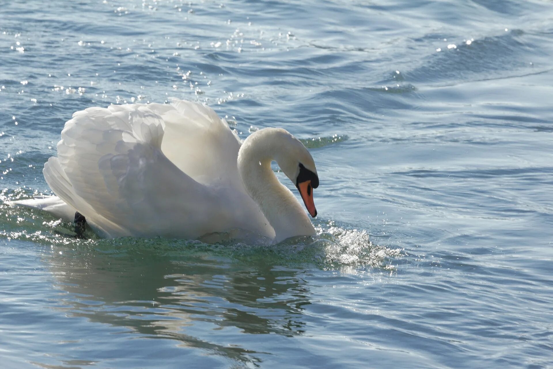 Песня птица гордая. Лебедь. Лебедь картинка. Лебедь на воде. Лебеди на воде фото.