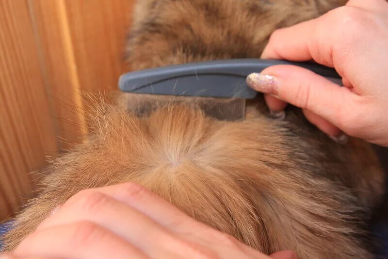 подшерсток млекопитающих. подшерсток млекопитающих. волосяной покров строение волоса. подшерсток млекопитающих. внешнее строение млекопитающих.