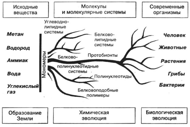 Этап предбиологической эволюции. Схема перехода от химической эволюции к биологической. Химическая Эволюция. Химическая Эволюция схема. Этапы химической эволюции на земле.