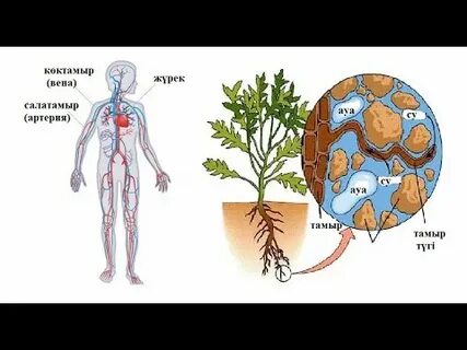 Әуесқойлық ххх порно