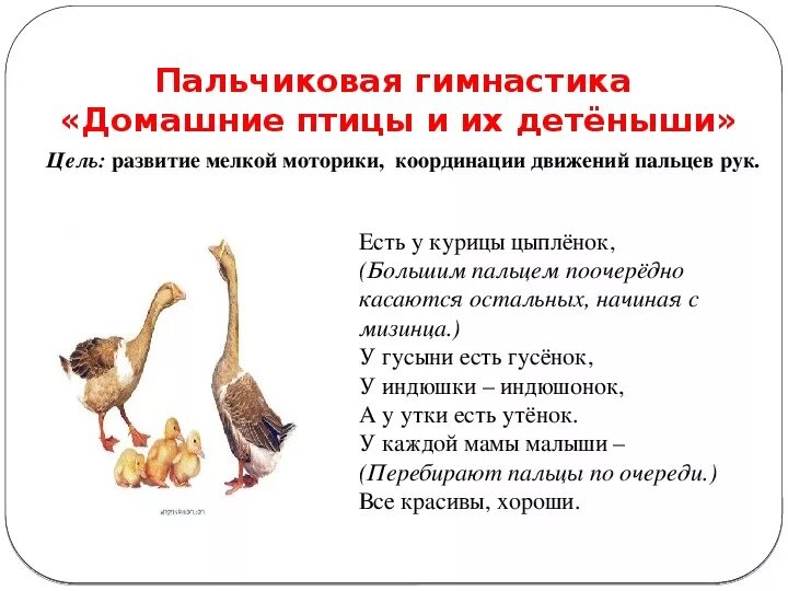 Планирование домашние птицы подготовительная группа. Пальчиковая гимнастика домашние птицы подготовительная группа. пальчиковая гимнастика домашние птицы младшая группа. пальчиковая гимнастика про дом птиц. пальчиковая гимнастика домашние птицы старшая группа.