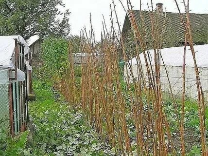 На даче росло 8 кустов