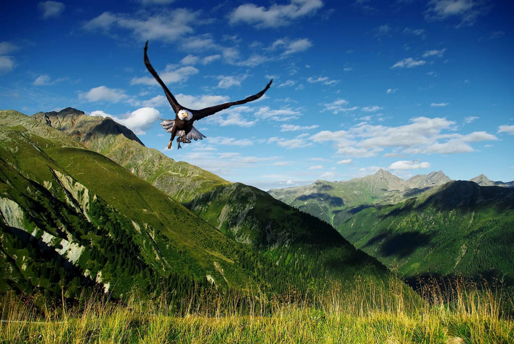 Орел в облаках 6 букв. Орел в горах Дагестана. Орел Беркут Дагестана в хребтах Кавказа. Птицы в горах Кавказа. Полет в горах.