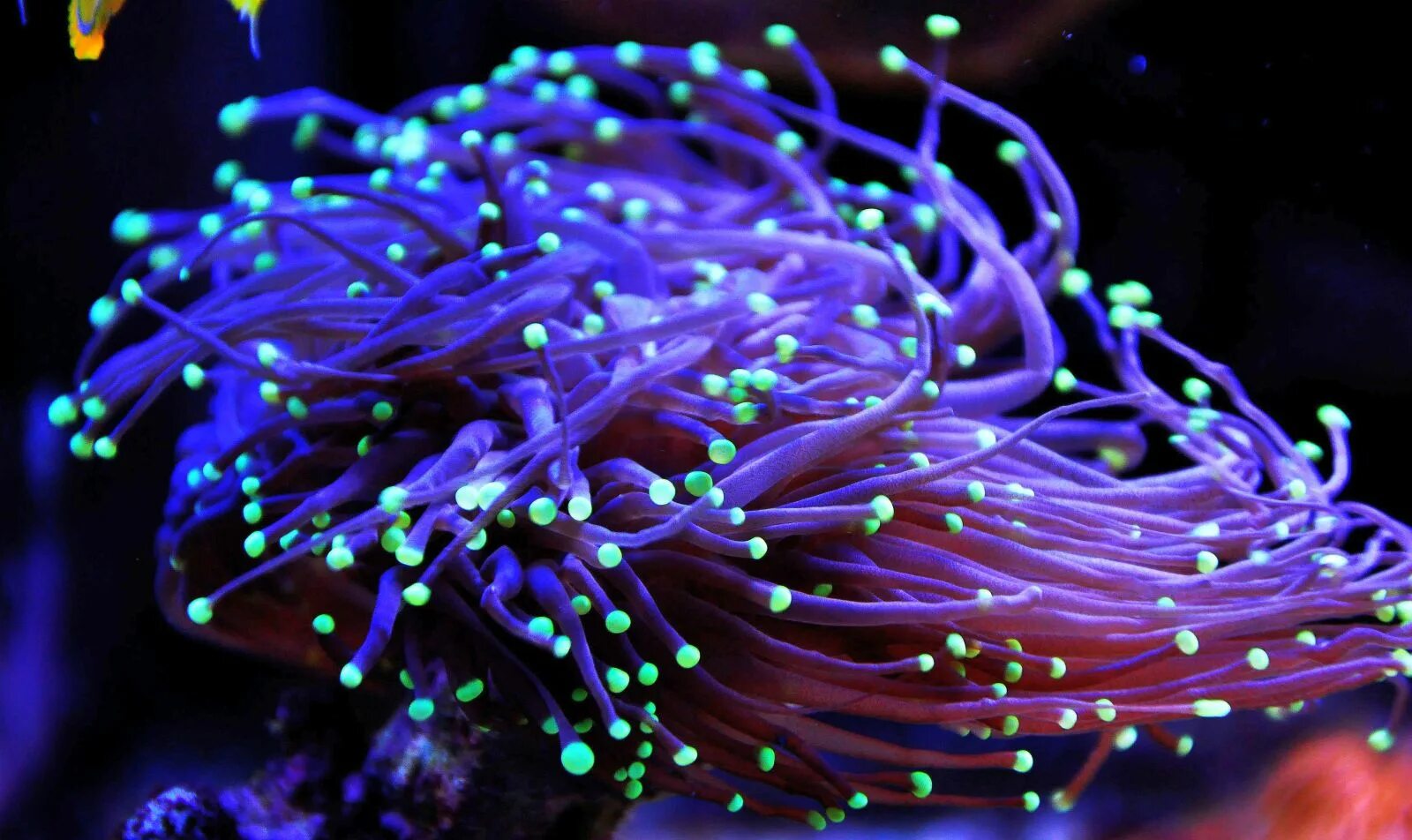 Фото живых организмов. Кораллы биолюминесценция. Коралл Renilla биолюминесценция. Биолюминесценция кишечнополостных. Светящиеся кораллы.
