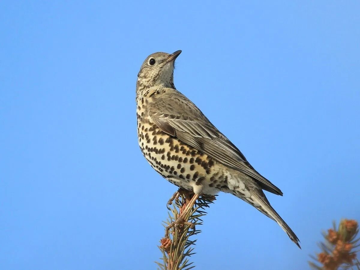 Дрозд деряба. Певчий Дрозд деряба. Дрозд-деряба (turdus viscivorus). Дрозд деряба птица.