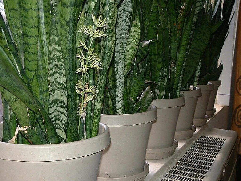 Sansevieria 2023 Мои комнатные растения VK