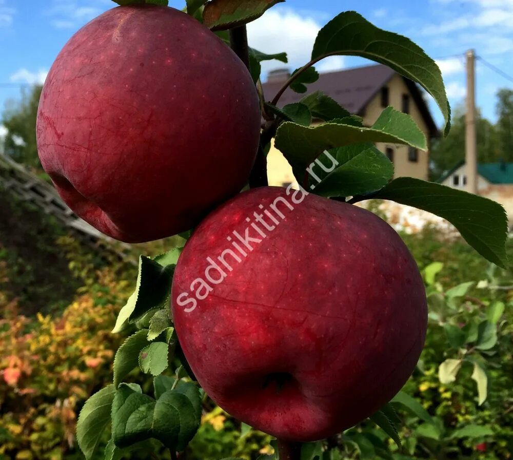 яблоня сорт первоуральское отзывы. яблоня сорт первоуральское отзывы. пионер севера яблоня. яблоня сорт первоуральское отзывы. яблоня сорт первоуральское отзывы.