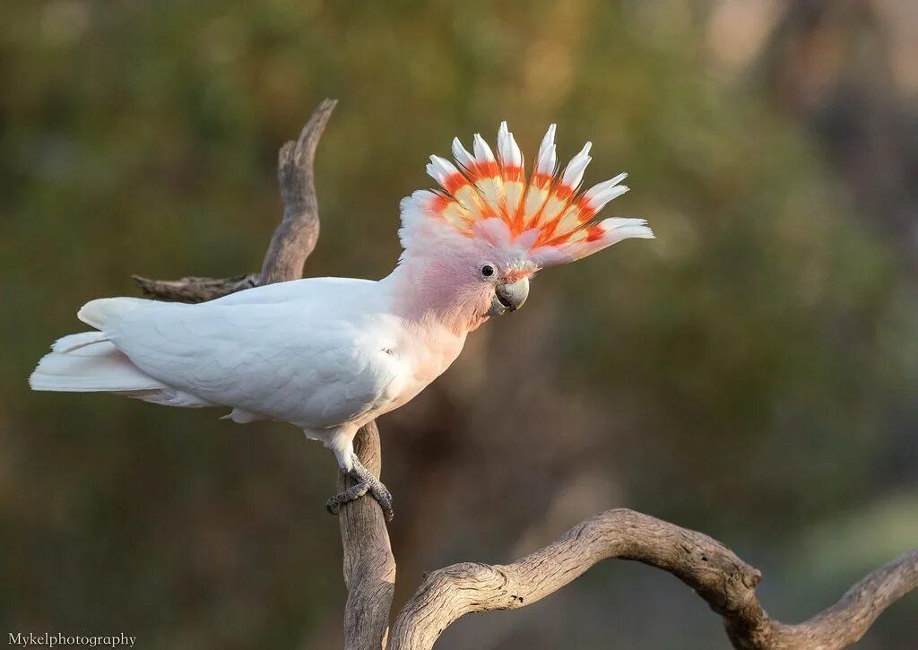Pin on Cockatoos