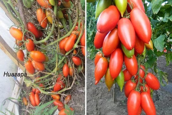 Томат ниагара описание сорта. Томат ниагара. сорт томата ниагара. томат ниагарский водопад. помидоры ниагара описание сорта.