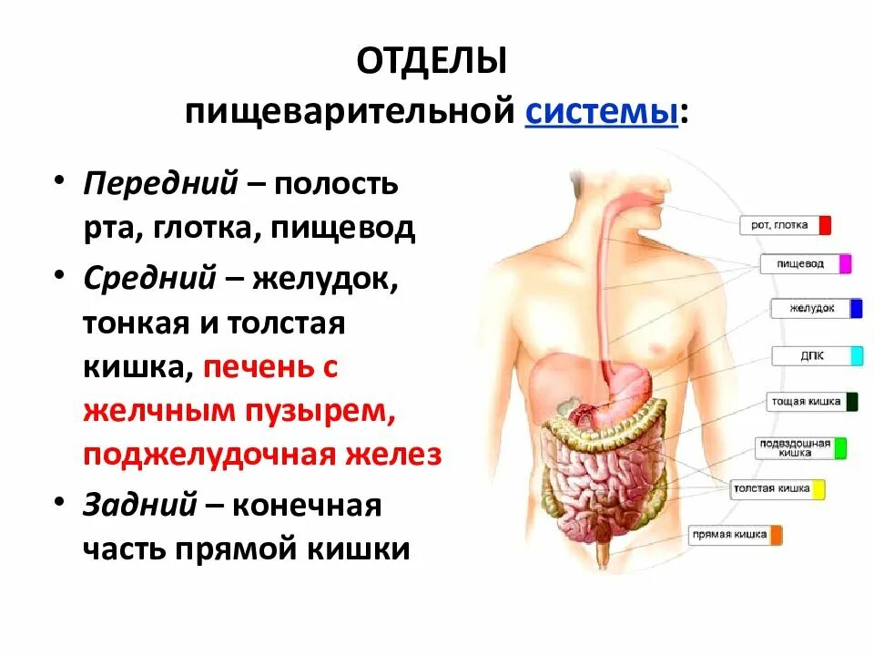 В состав какой системы входит пищевод