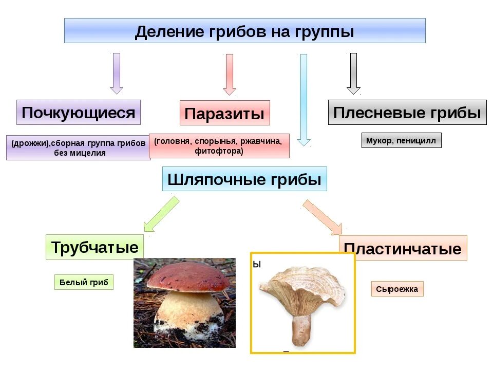 Грибы делятся на группы