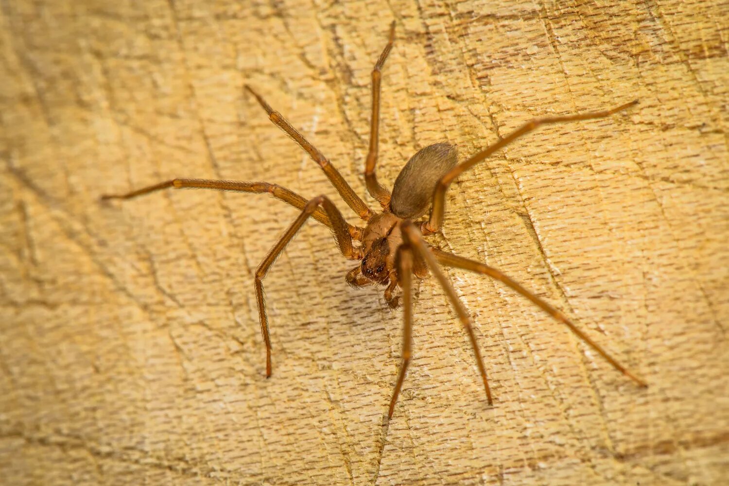 Аранеоморфные пауки loxosceles reclusa. Коричневый паук бродячий. Коричневый паук отшельник. Коричневый паук отшельник. Бурый паук отшельник.