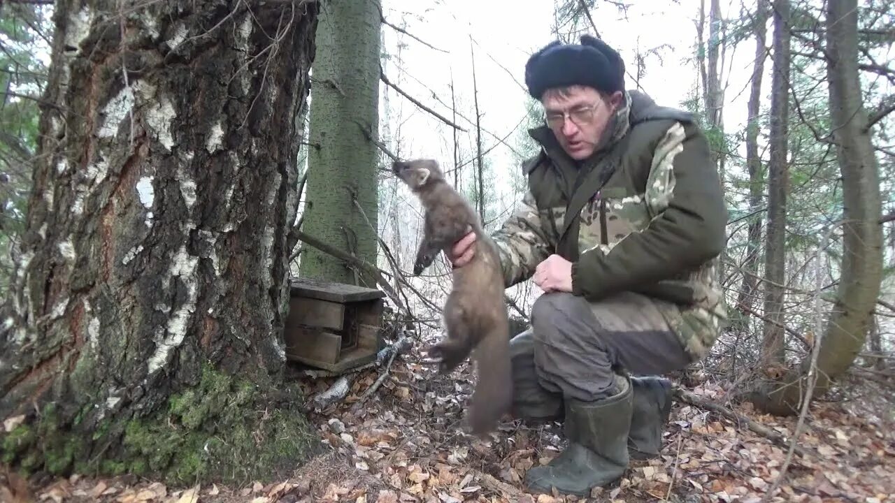 Ловля куниц. Охота на куницу ногозахватывающими капканами. Охота на куницу капканами 2022.