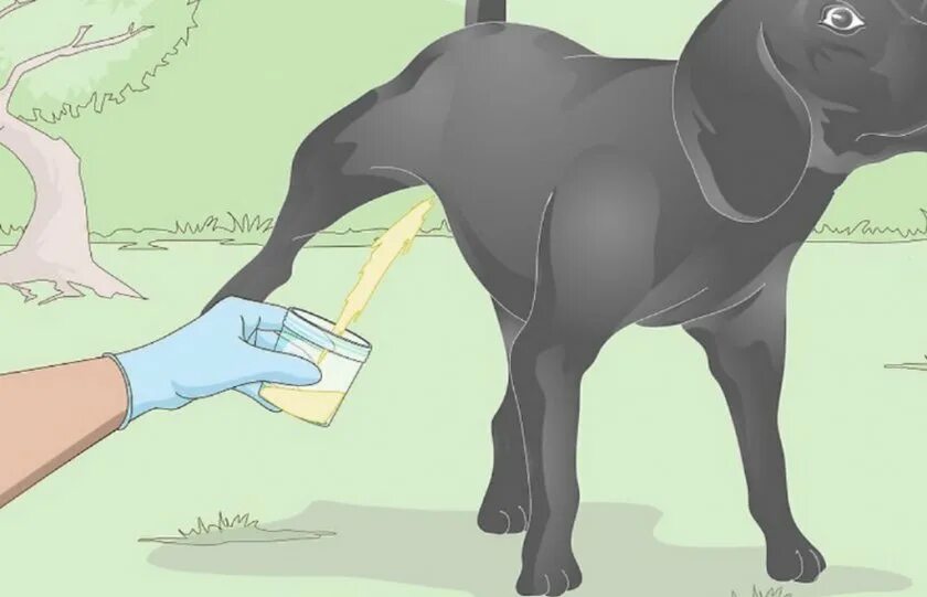 Цистоцентез мочевого пузыря у кошки. Взятие мочи для лабораторных исследований. Мочи животных. Мочи животных. Питомца на ковре.