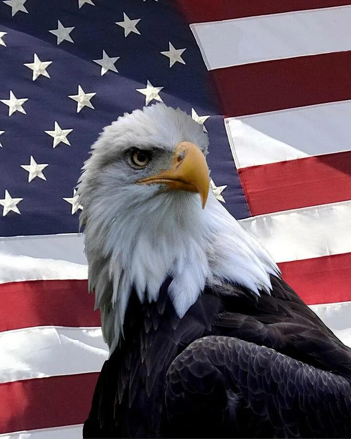 Какое животное является символом сша. Белоголовый орлан сша. символ америки белоголовый орлан. белоголовый орел символ сша. белоголовый орлан на гербе сша.