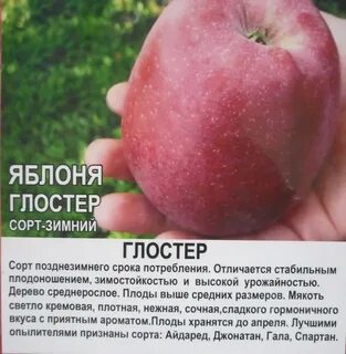 Яблоня глостер описание сорта отзывы морозостойкость опылители