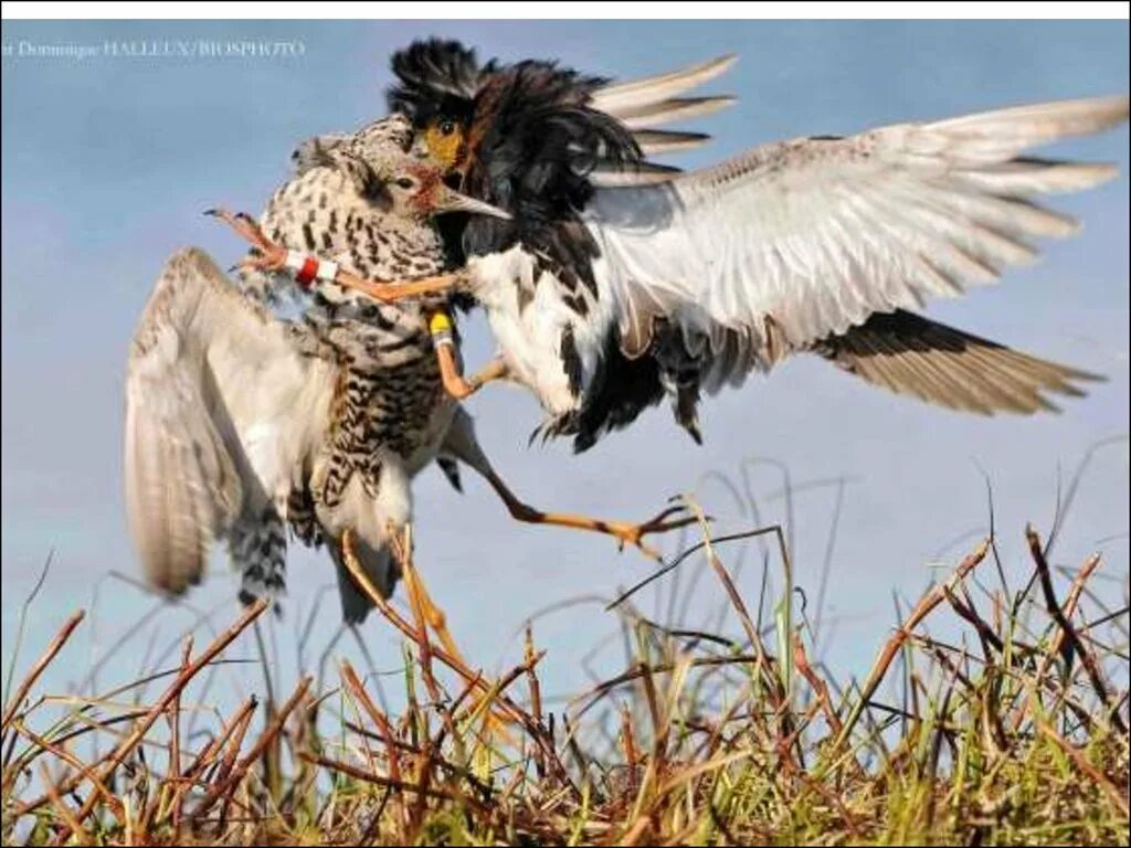 Естественный отбор индивидуальный и групповой. Естественный отбор фото. Групповой отбор биология. Групповой отбор фото. Групповой естественный отбор.