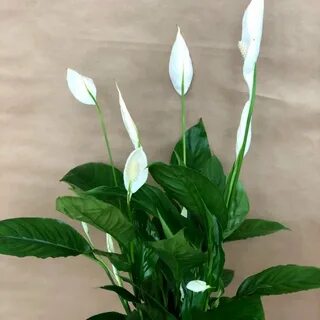 Спатифиллум к каким относится