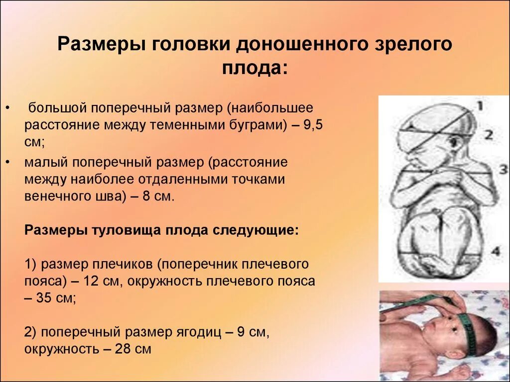 Размеры головки доношенного плода. Размеры головки плода зрелого и доношенного. Размеры головки зрелого плода. Малый косой размер зрелой головки плода. Окружность головы плода