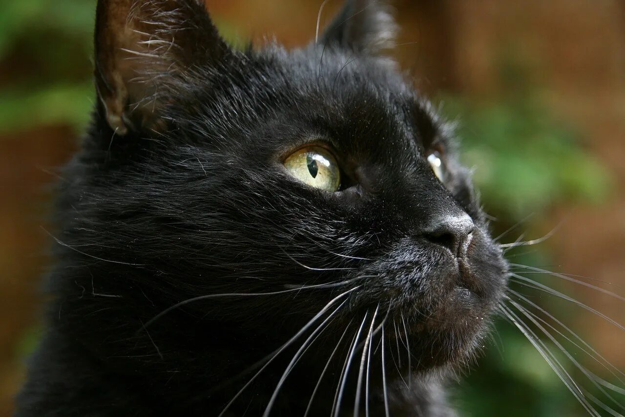 Бирманская кошка черная. Морда черного кота. Черная Кошачья морда. Кошачья мордочка черная. Черная кошка россия