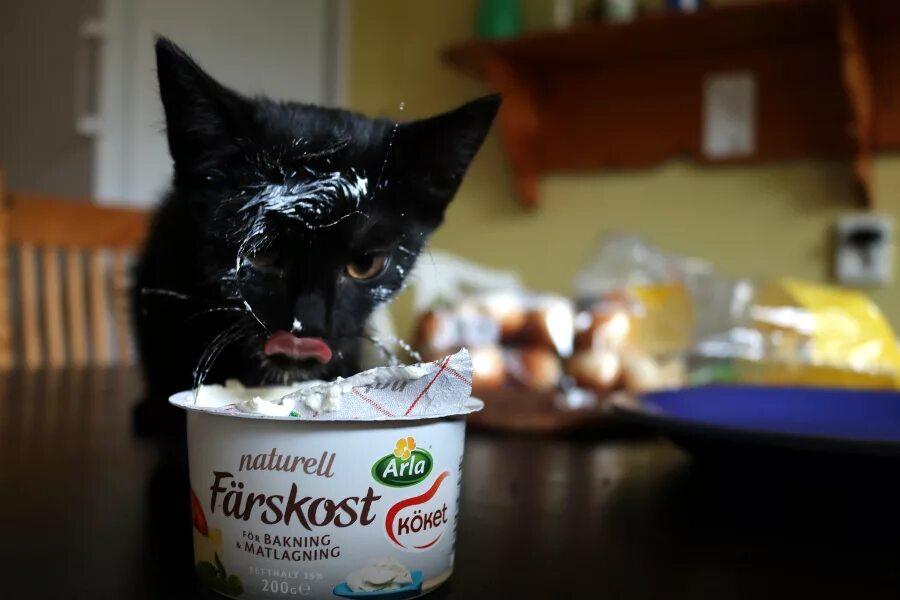 Можно ли котам давать творог. Котенок в сметане. котик ест творог. котенок ест сметану. коты едят творожок.