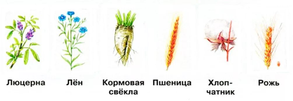 Окружающий мир растениеводство рабочая тетрадь. Группы кцльтурных рвст. Практическая работа растениеводство. Растениеводство рабочая тетрадь. Сравнение 2 растений.