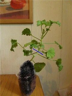 Прищипывают ли герань