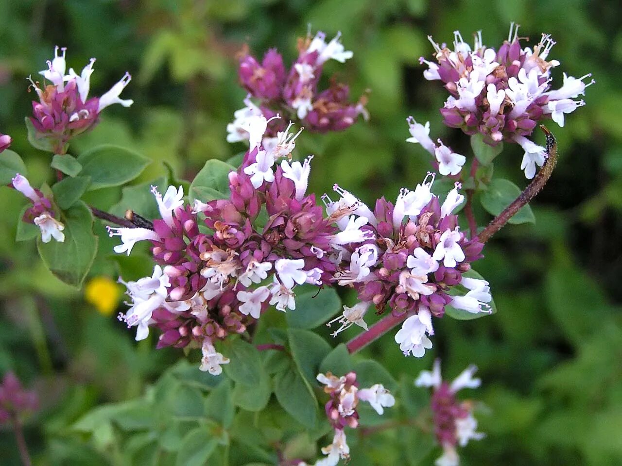 Душица Альба. Душица Крымская. Орегано (душица, майоран).. Origanum Majorana (майоран)