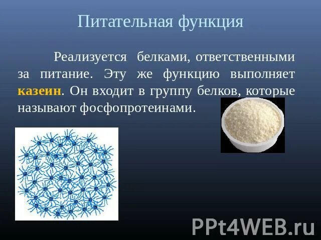 Белки питательной функции. Питательная функция белков. Казеин группа белков. Казеин строение. Казеин нахождение в природе.