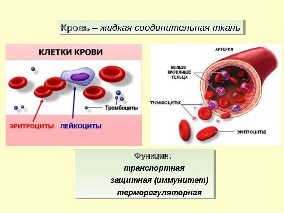 Кровь строение рисунок. Кровь соединительная ткань строение. Кровь строение ткани. Кровь жидкая соединительная ткань функции. Соединительная ткань кровь функции.