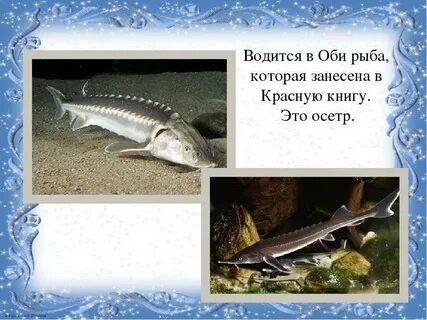 Обь растения