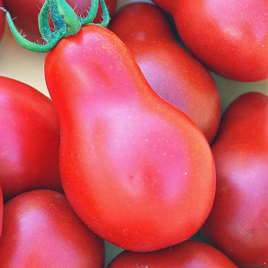 Pear tomato