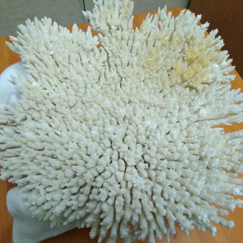 Продам коралл. Продам коралл. Продам коралл. Продам коралл. Японские кораллы.