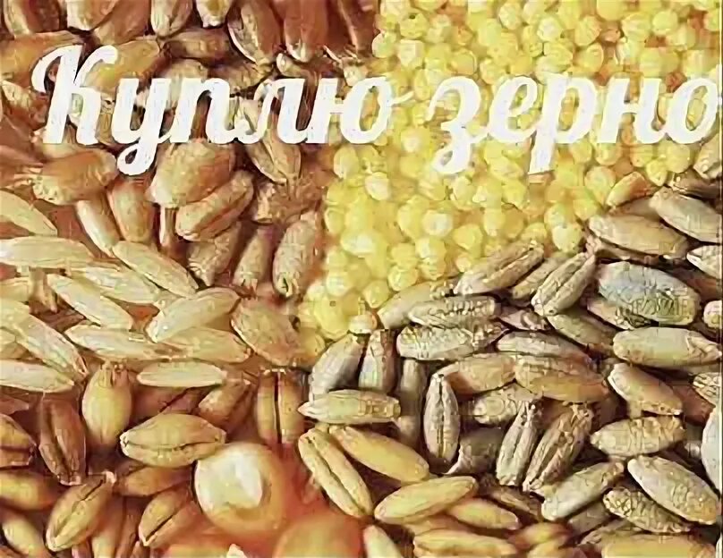 Зерно объявления. Овес (семена, 500 г). ячмень пшено. пшено овес. семеноводство зерновых культур.