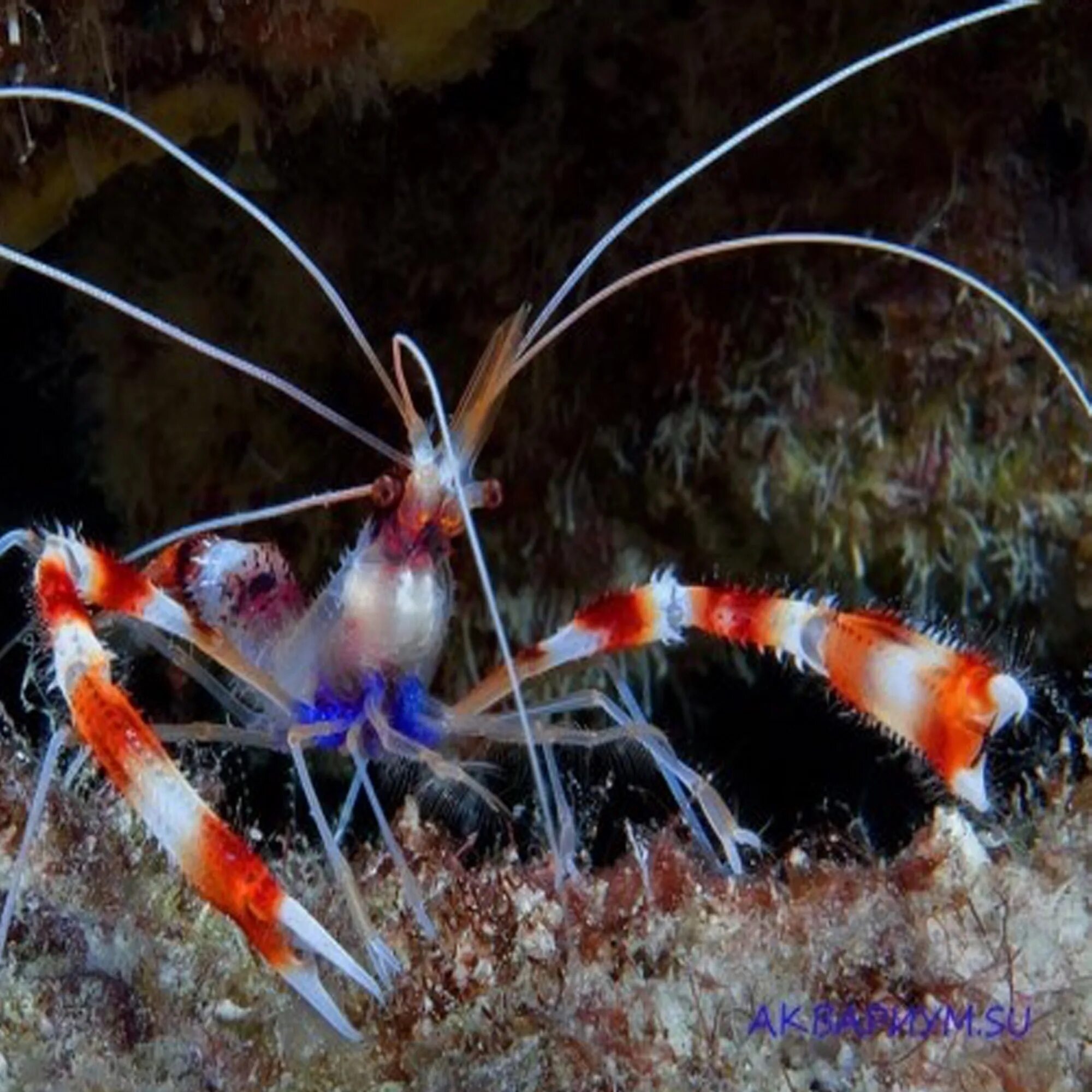 Как выглядит креветка живая. Креветка боксер (Stenopus hispidus). Креветка-боксер (Членистоногие), м /Stenopus hispidus. Креветка - чистильщик / Lysmata amboinensis. Красноклешневая гималайская креветка.