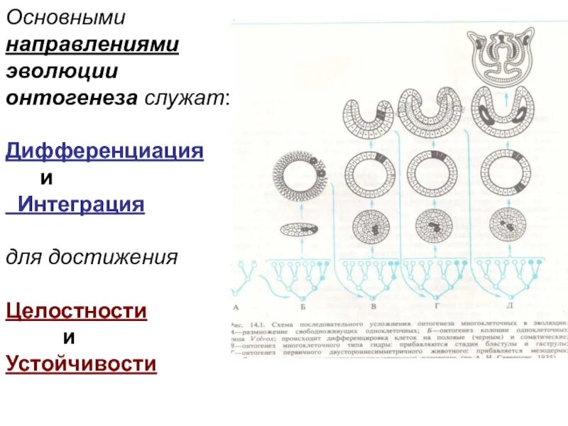 Дифференциация в эволюции. Дифференциация онтогенеза. дифференциация признаков пола в онтогенезе. детерминация и дифференцировка. механизмы онтогенеза.