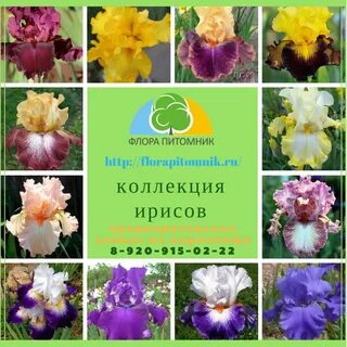 Питомник малахит
