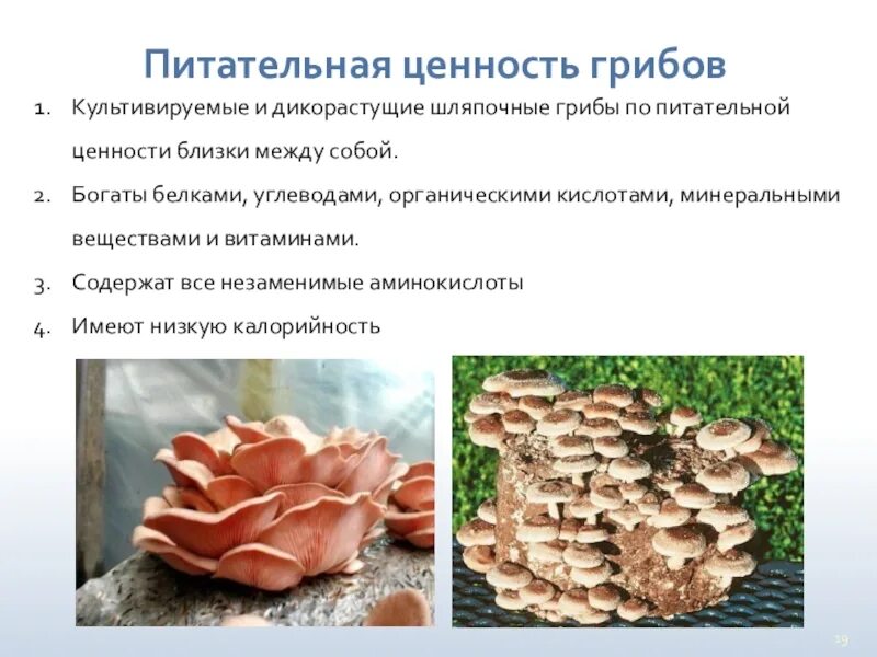 Какие грибы называют шляпочными 7 класс. Питательная ценность грибов. Шляпочные грибы. Культивируемые грибы названия. Какие Шляпочные грибы культивируются.