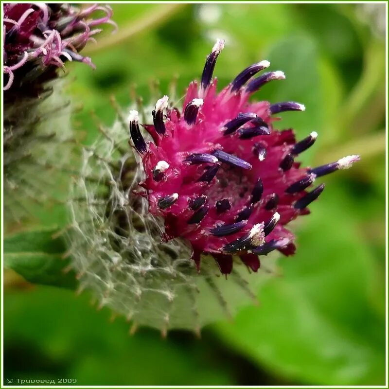 Красный лопух. Arctium tomentosum. Лопух паутинистый Плантариум. Чертополох паутинистый. Репейник паутинистый.