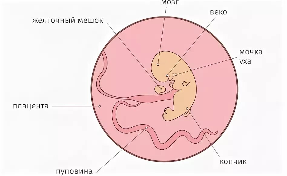 Желточный мешок 2 мм. Желточный мешок 2 мм