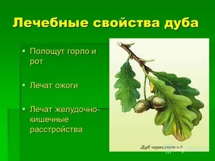 Дуб лечебные свойства