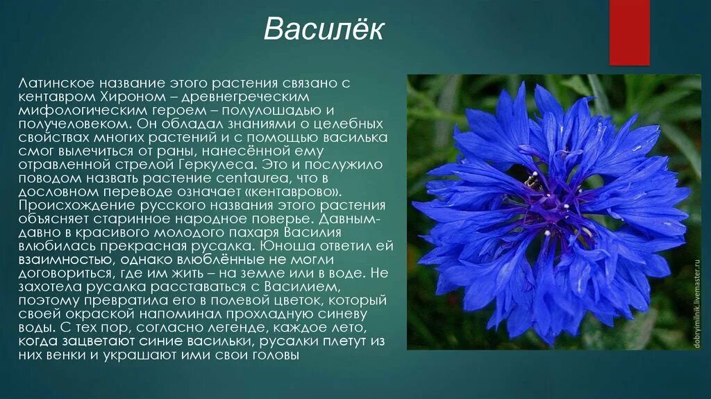 Васильки 3 класс