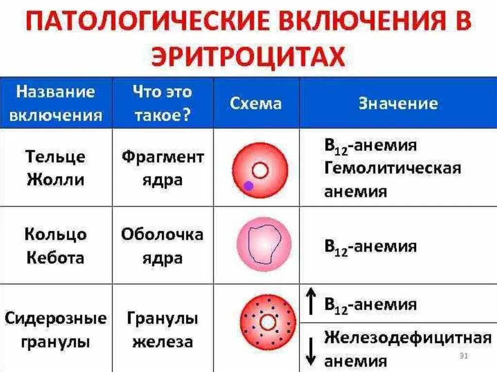 Изменение клеток крови. Включения в эритроцитах при анемии. Патологические включения в эритроцитах. Патологические включения в эритроцитах при анемиях. Включения в эритроцитах при гемолитической анемии.